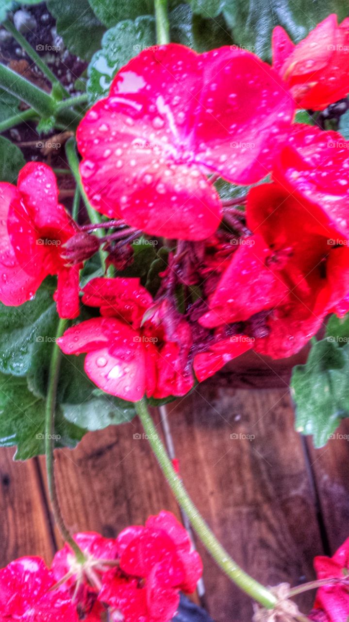 Flowers. Geraniums in the Rain