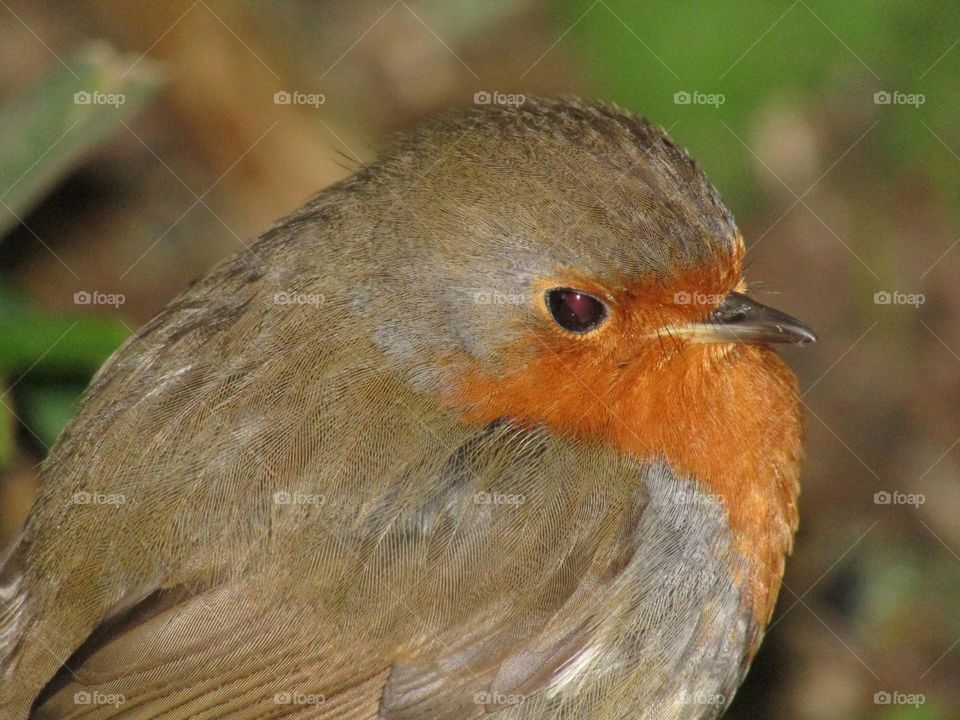 closeup photo of a robin