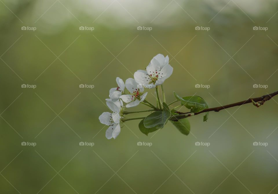 Close-up of pear flowers blooming on tree.