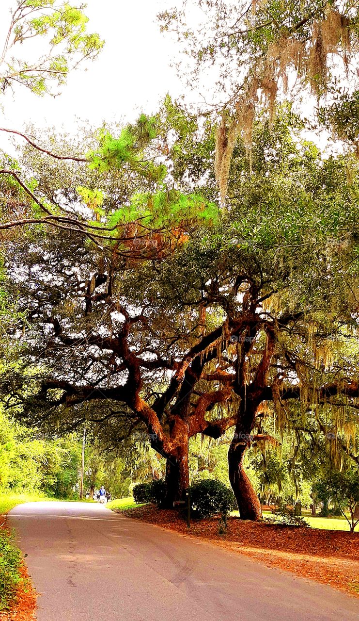 sunrise on the dancing trees