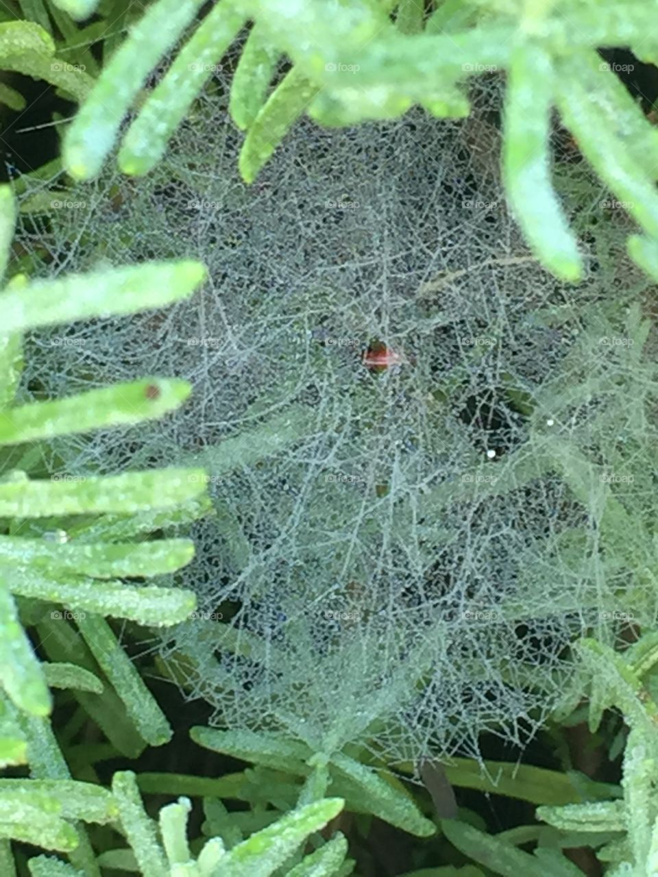 Spider web 
