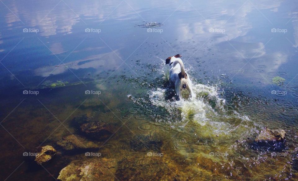 Active Dog at the nature 