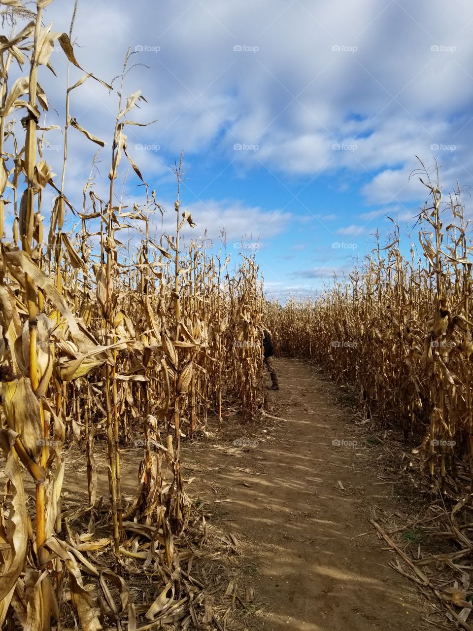 corn fields 2