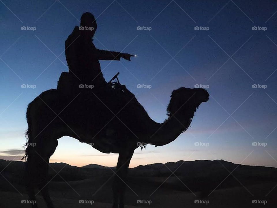 camel & night