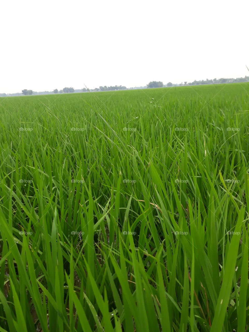 beautiful rice tree in Indian village