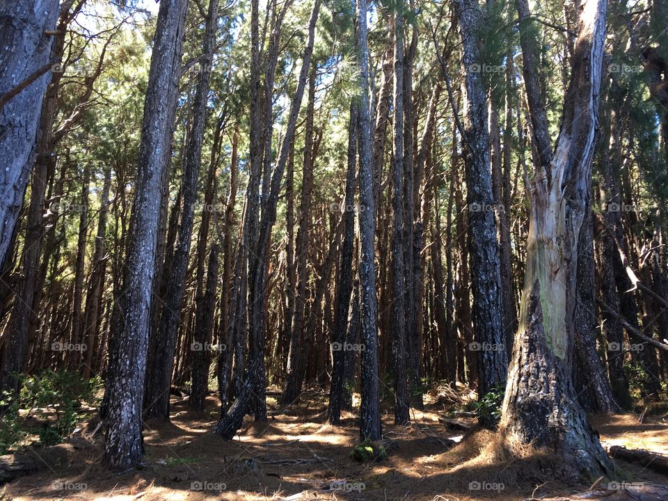 Molokai Forest Reserve