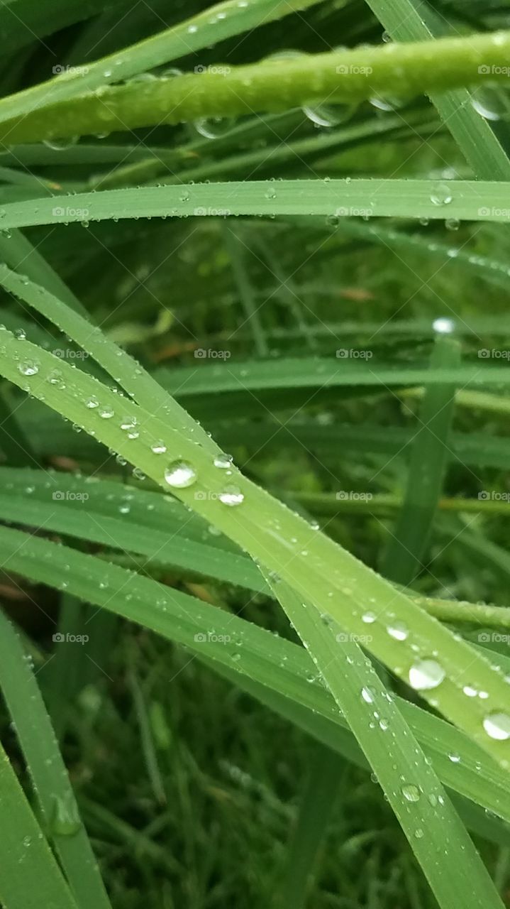 Refreshing rain