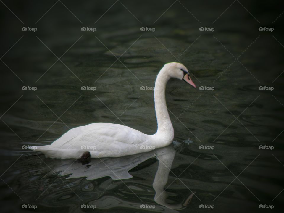 Swan swimming in water