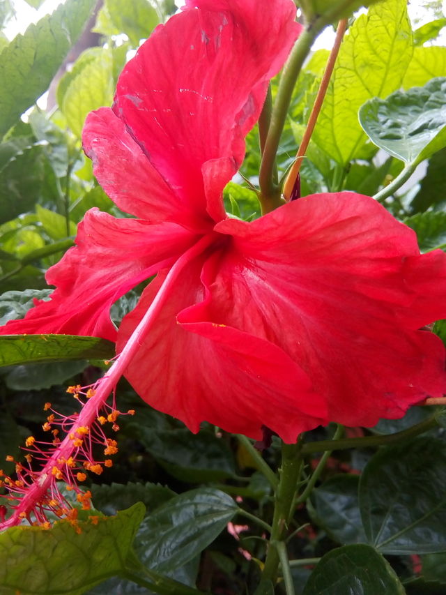 A beautiful blooming flower- natural beauty
