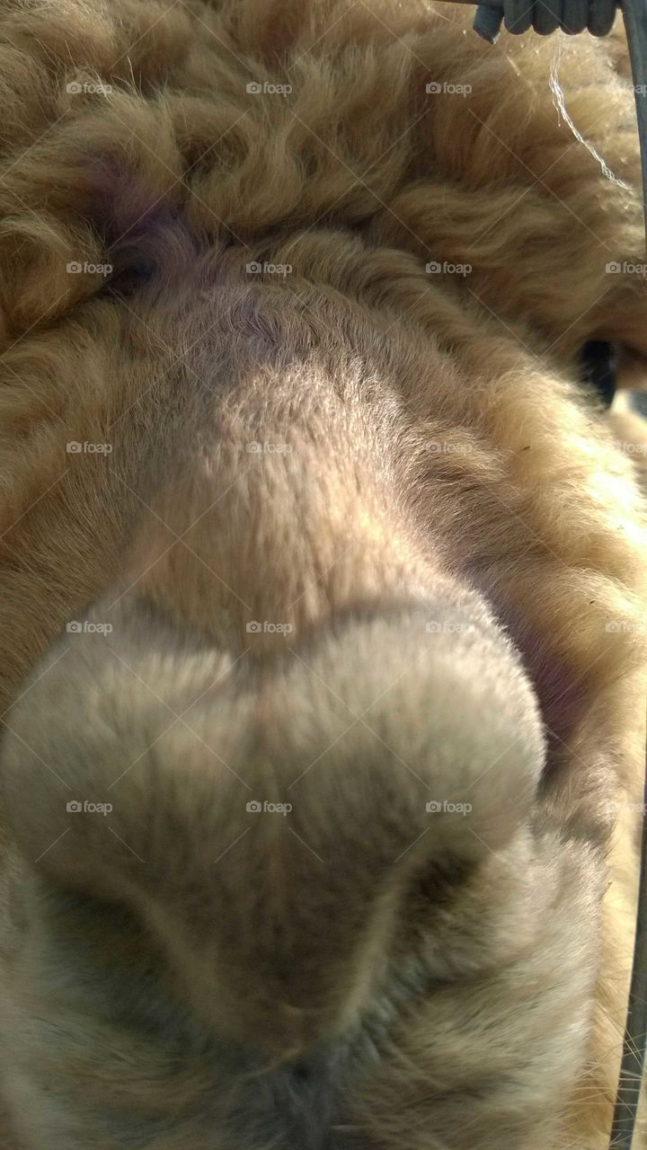 An alpaca kissed my camera