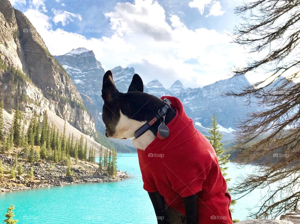 Charlie loves to take in the views at Moraine Lake