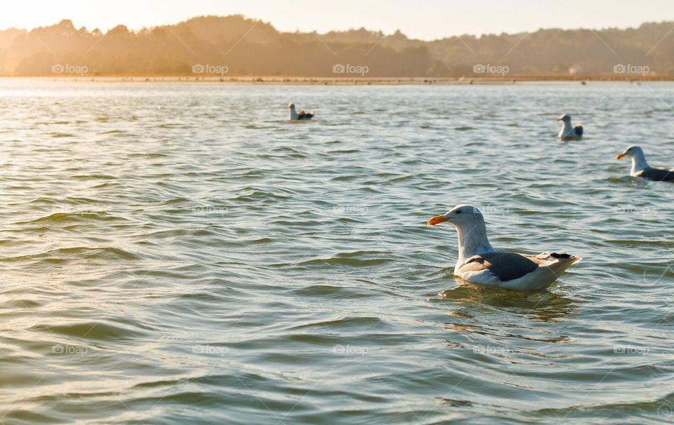 Seagull Floating