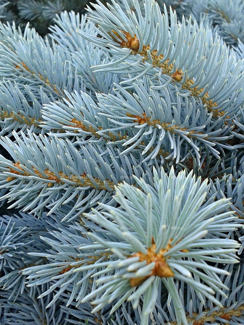 Blue frost. Cool colored pine shrub.