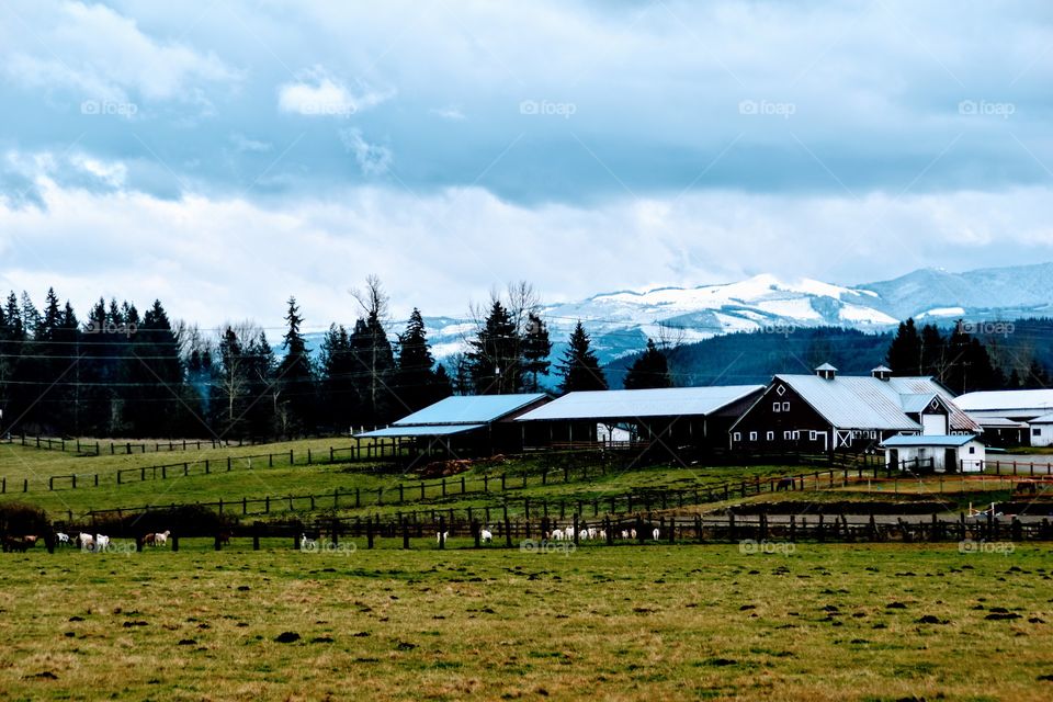 farm land with pasture and livestock and snowcapped  mountains