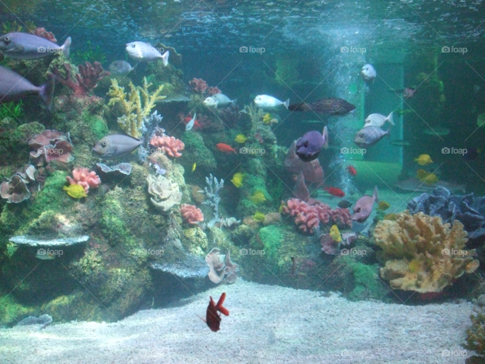 Underwater, Fish, Aquarium, Coral, Water