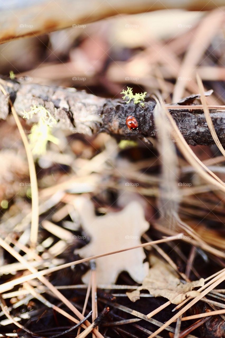 Lady bug in the woods