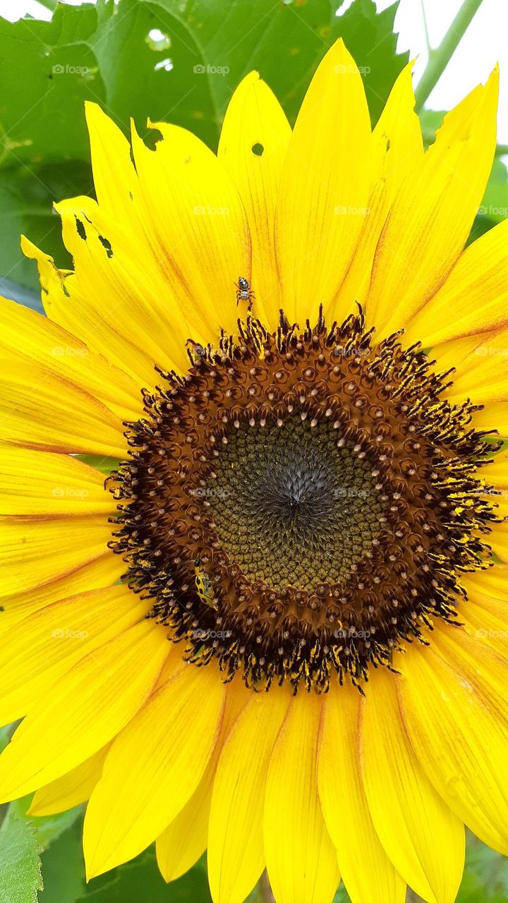 Yellow Sunflower Blooms July 16th 2022