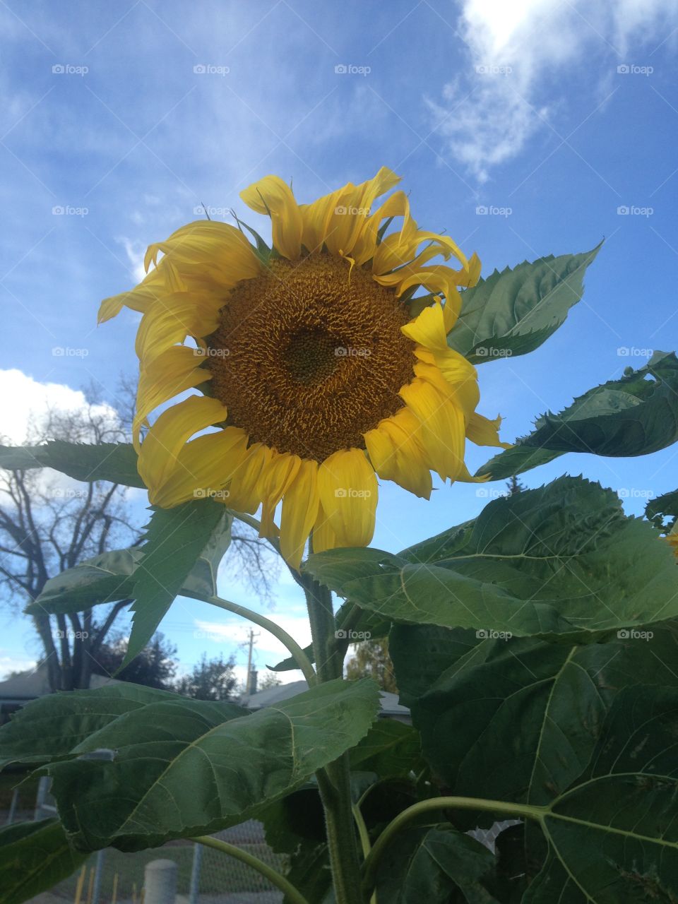 Beautiful sunflower