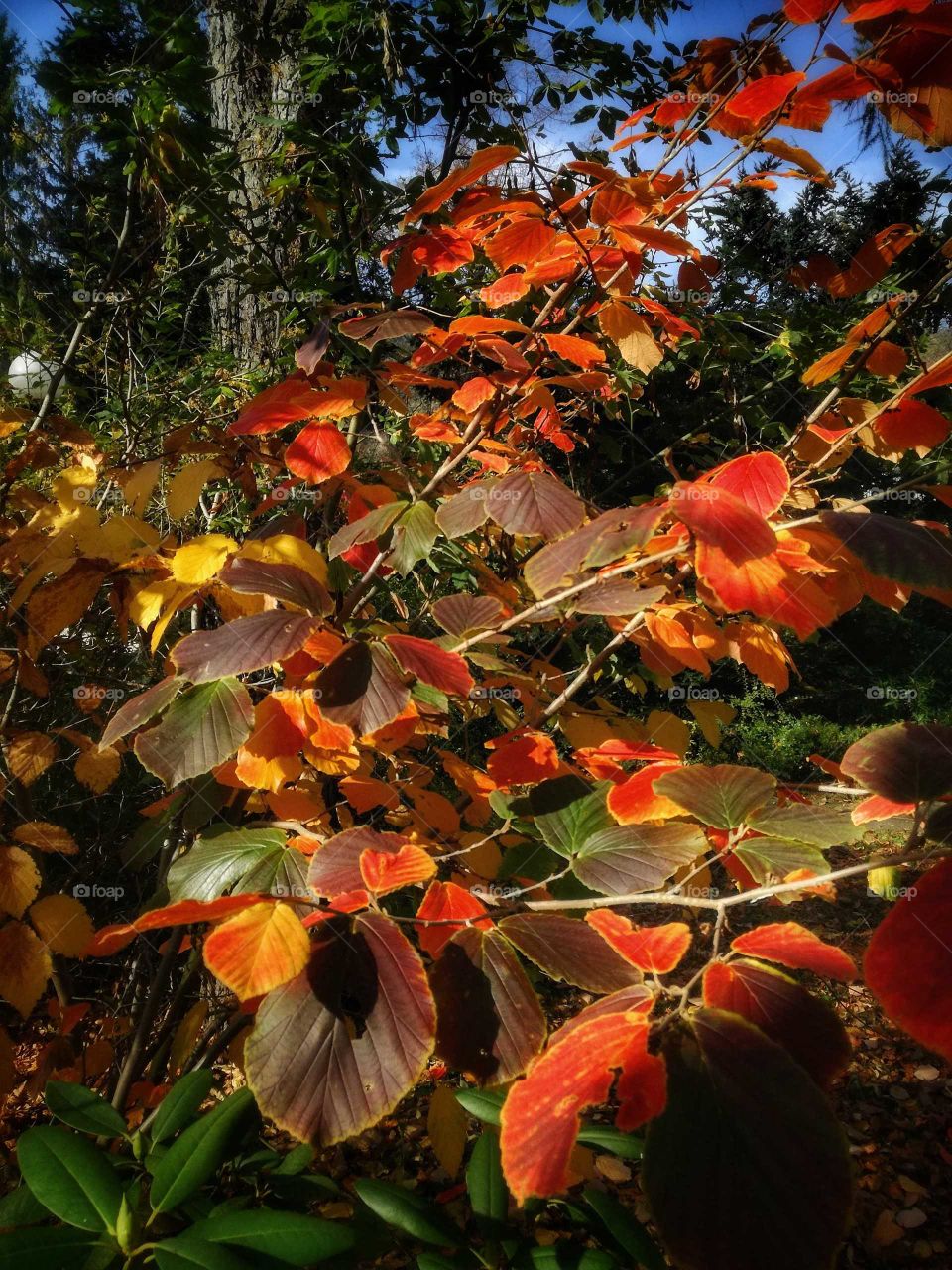 Duszniki Zdrój jesień w parku zdrojowym