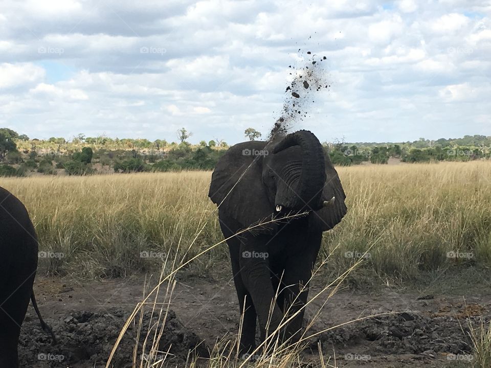 Elephant on a Botswana cruise
