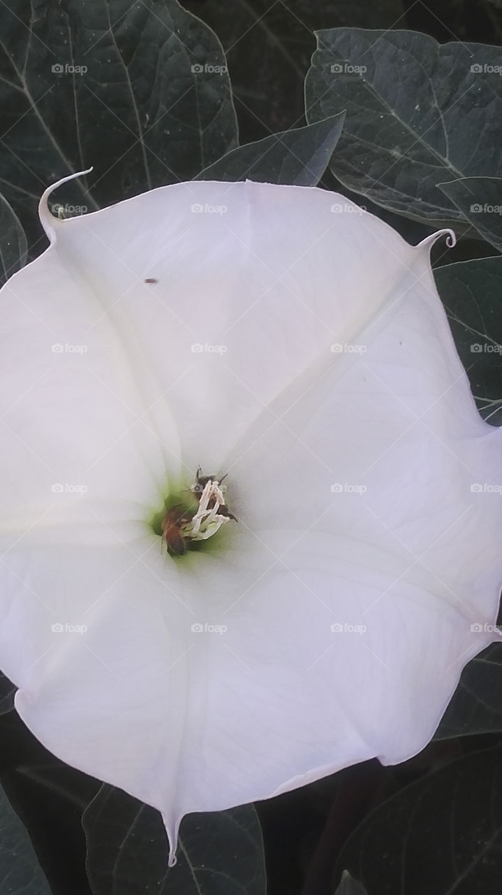 fiore bianco