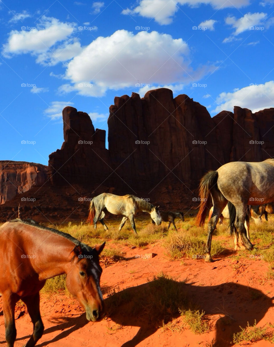 Horses on Navajo Res