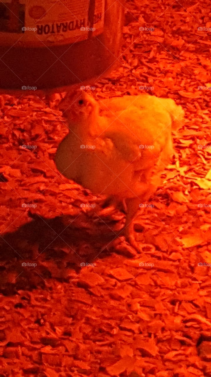 chicken under heat lamp