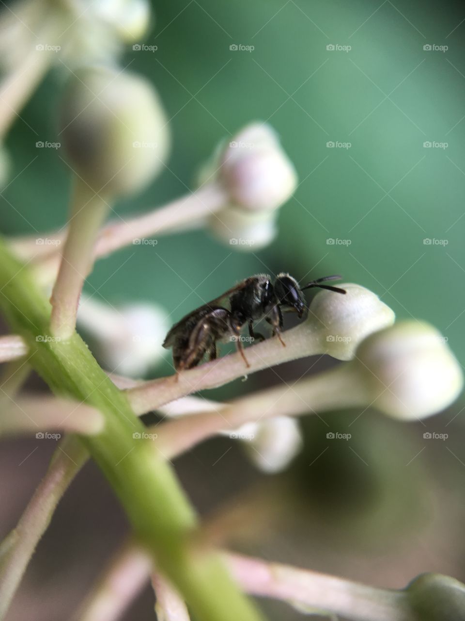 Closeup of bug