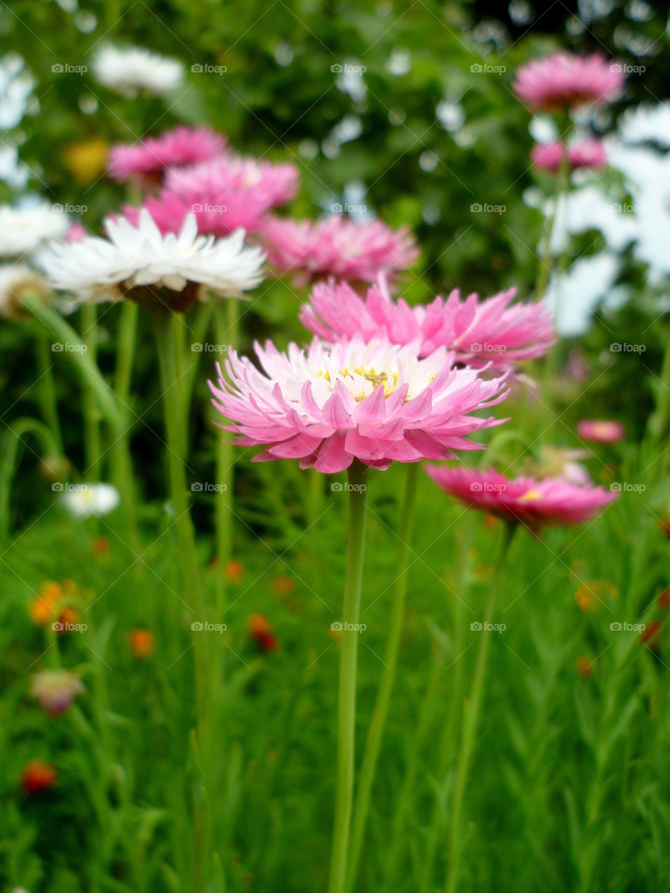 Growing pink flowers in the garden