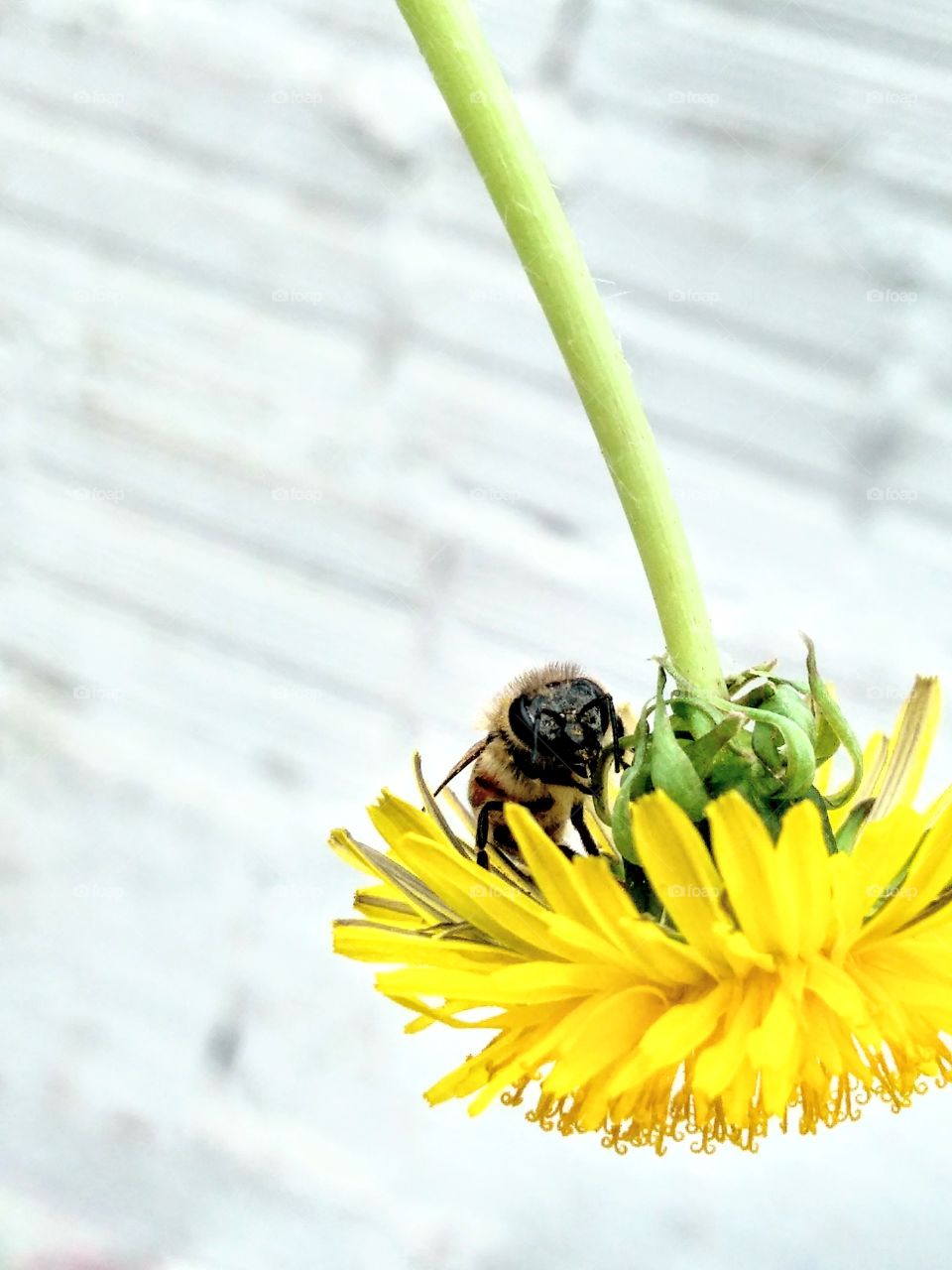 bee with flower