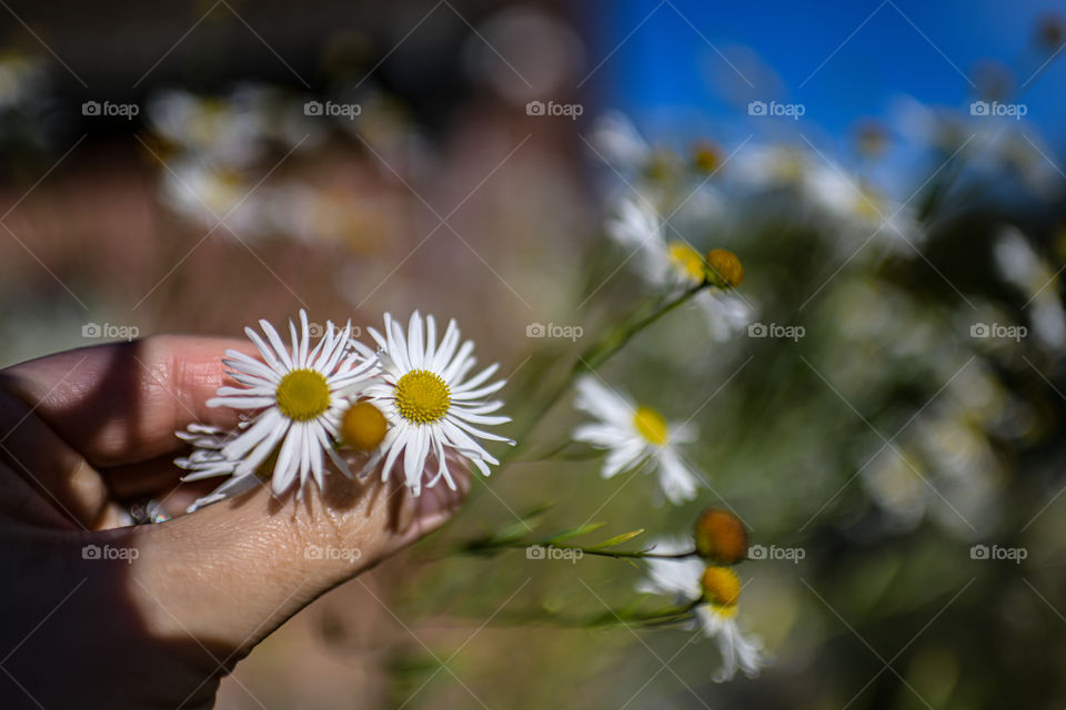 daisy and sunlight