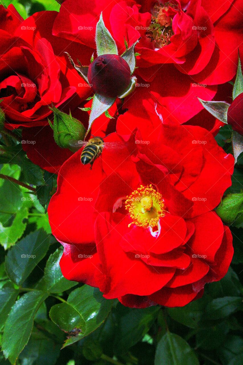 the rose and the bee