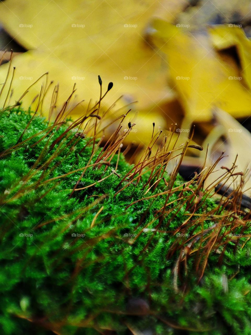Green moss macro, yellow leaves background