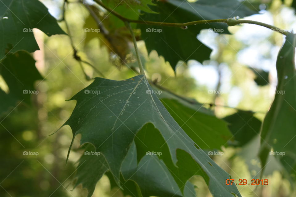 A closeup of tree leaves to show that the even the smallest part of a tree is still important. 