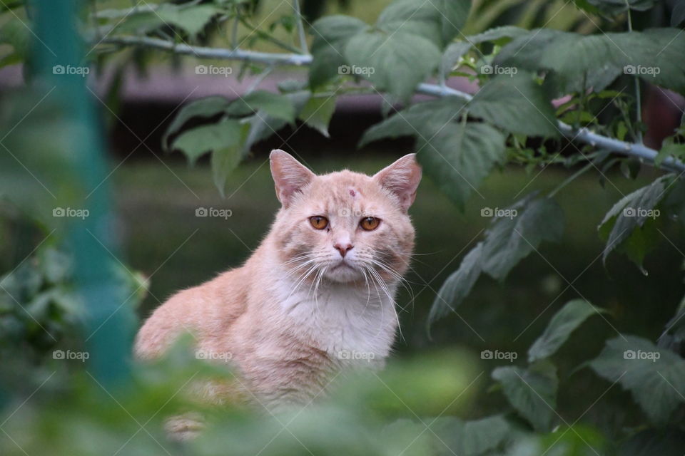 cat in the garden