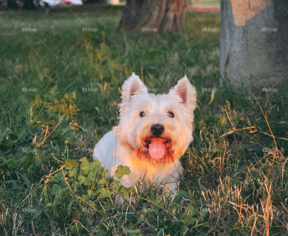 Fun in the grass