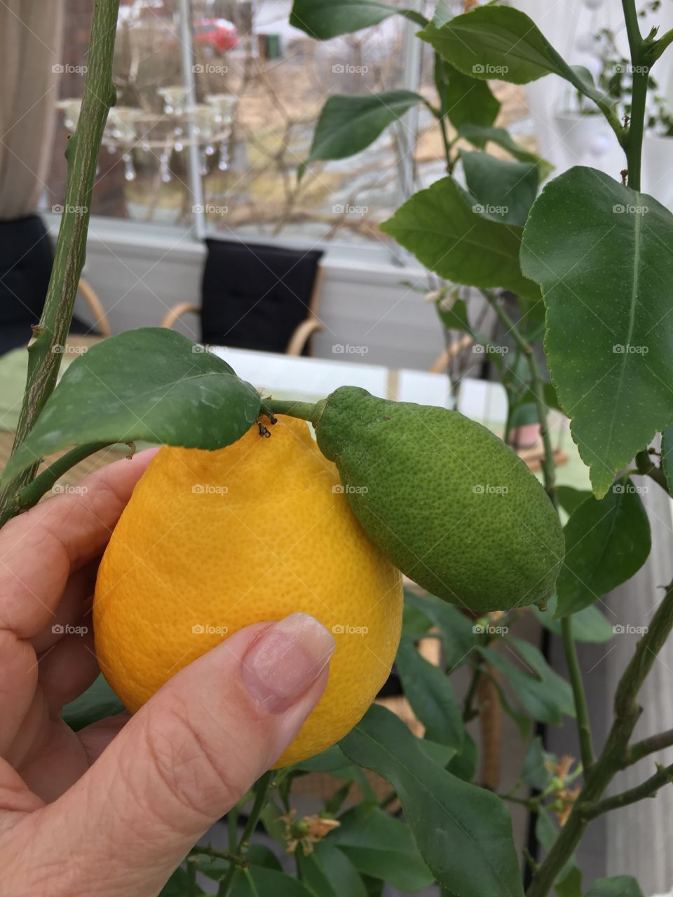 lemon tree 