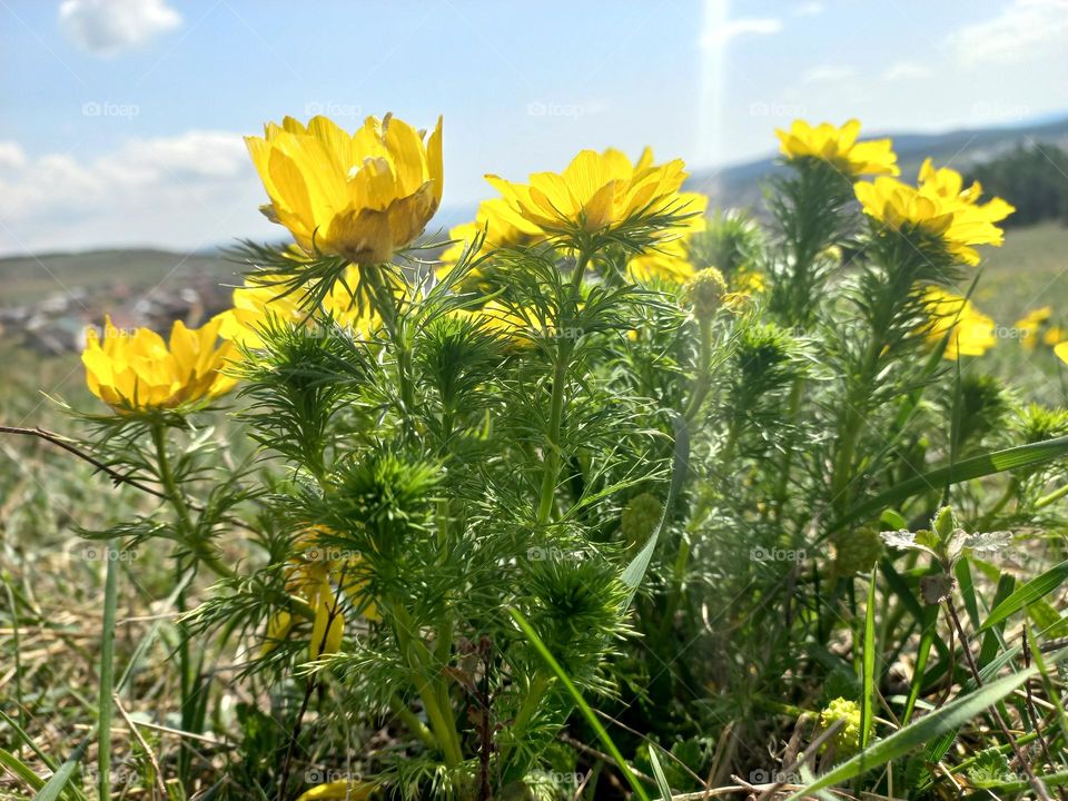 abundant flowering of yellow adonis flowers in spring in the foothills!