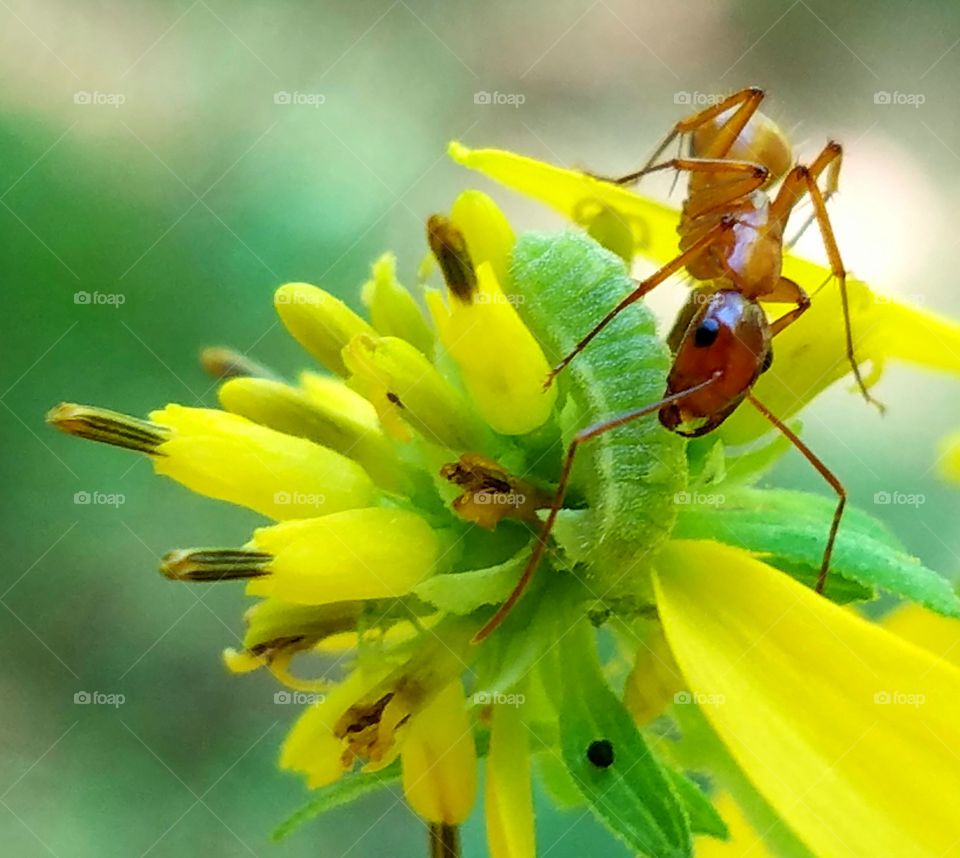 Insect, Nature, No Person, Flower, Beetle