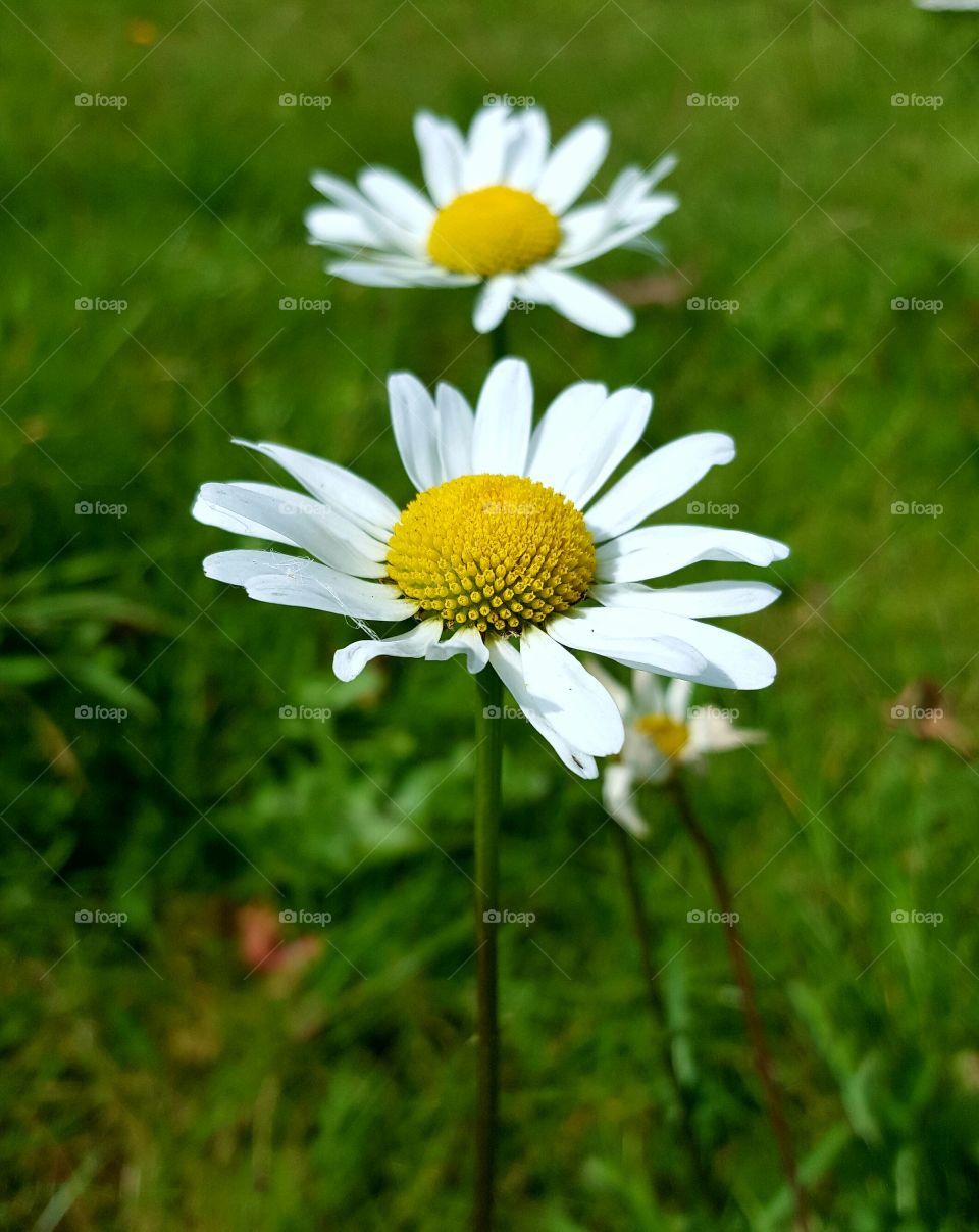 field of wildflower