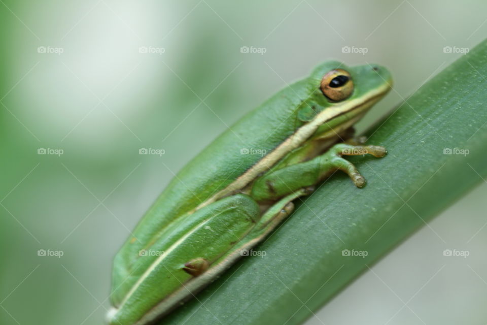 Tree Frog