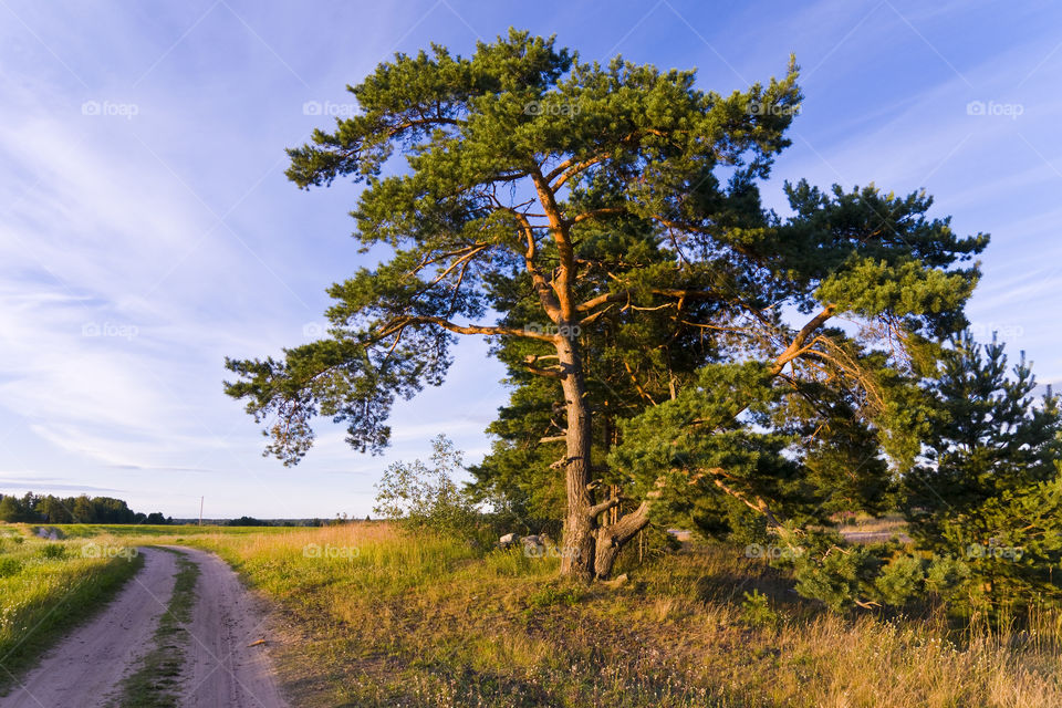 Pine tree at sunset