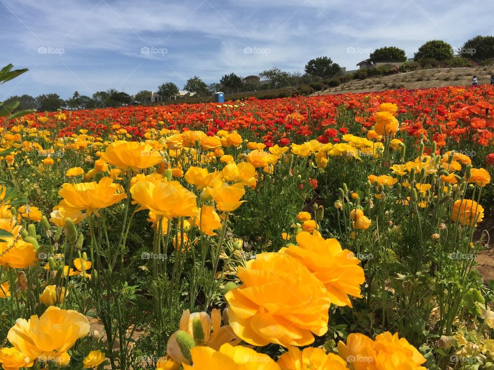 The flower fields in Carlsbad, CA