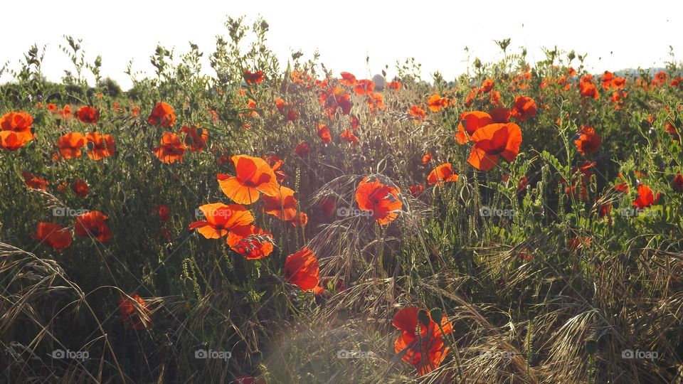 A meadow of wild red poppies, glowing in the sunshine amongst grasses and wildflowers 