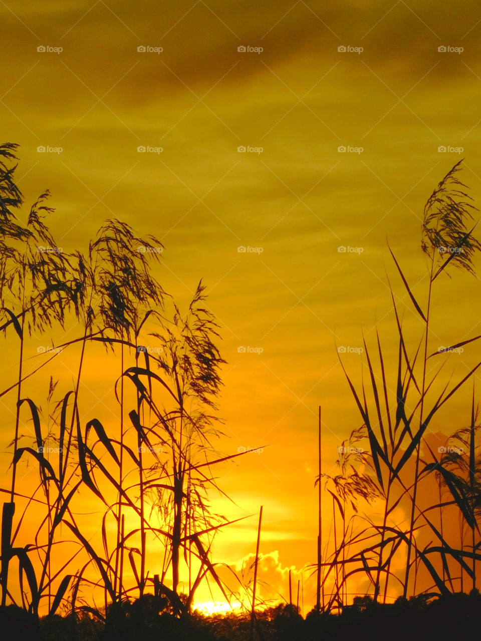 Sunset between the grasses!
A magnificent sunset peers among the tall grasses over the bay!