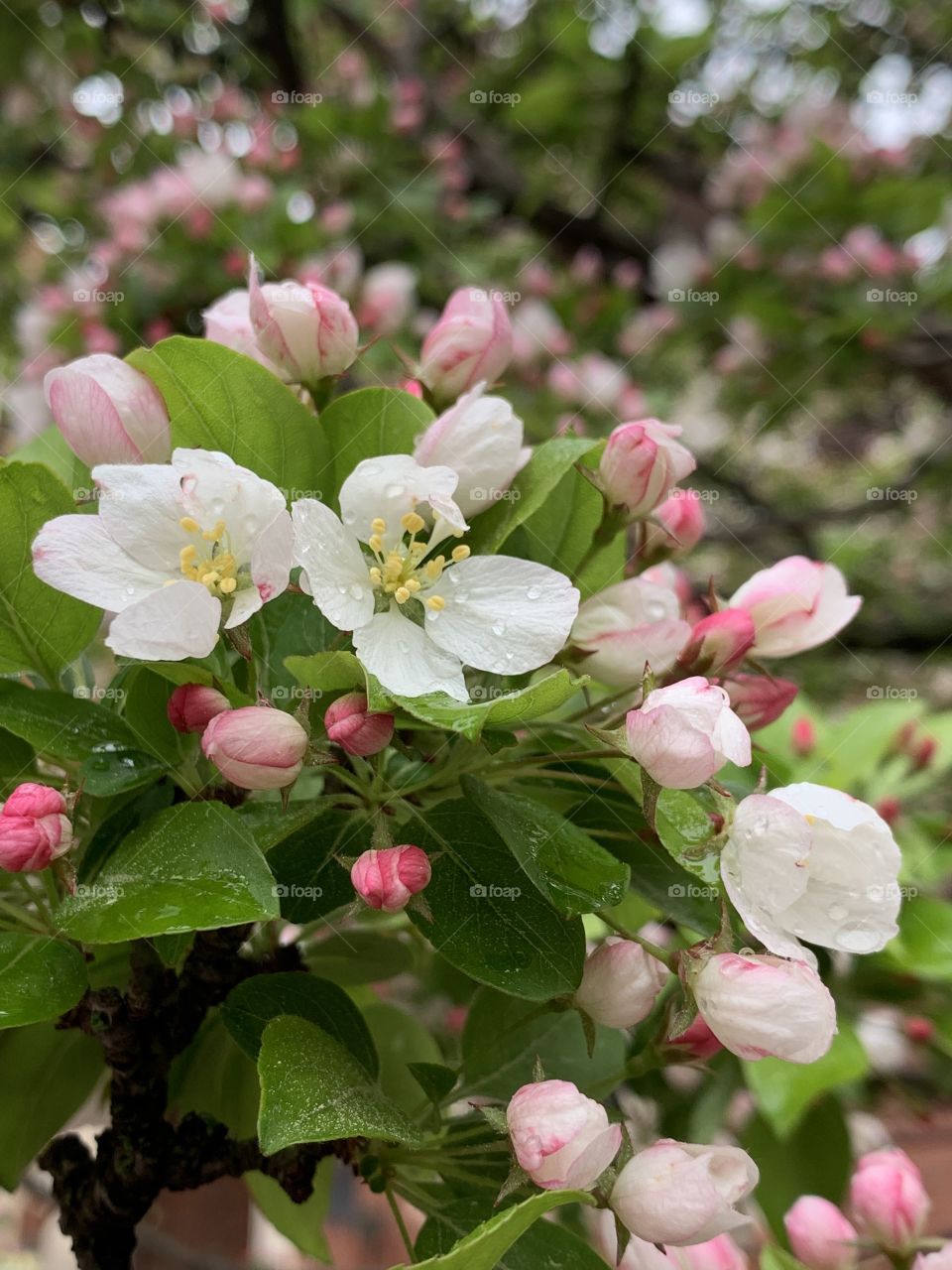 apple blossoms