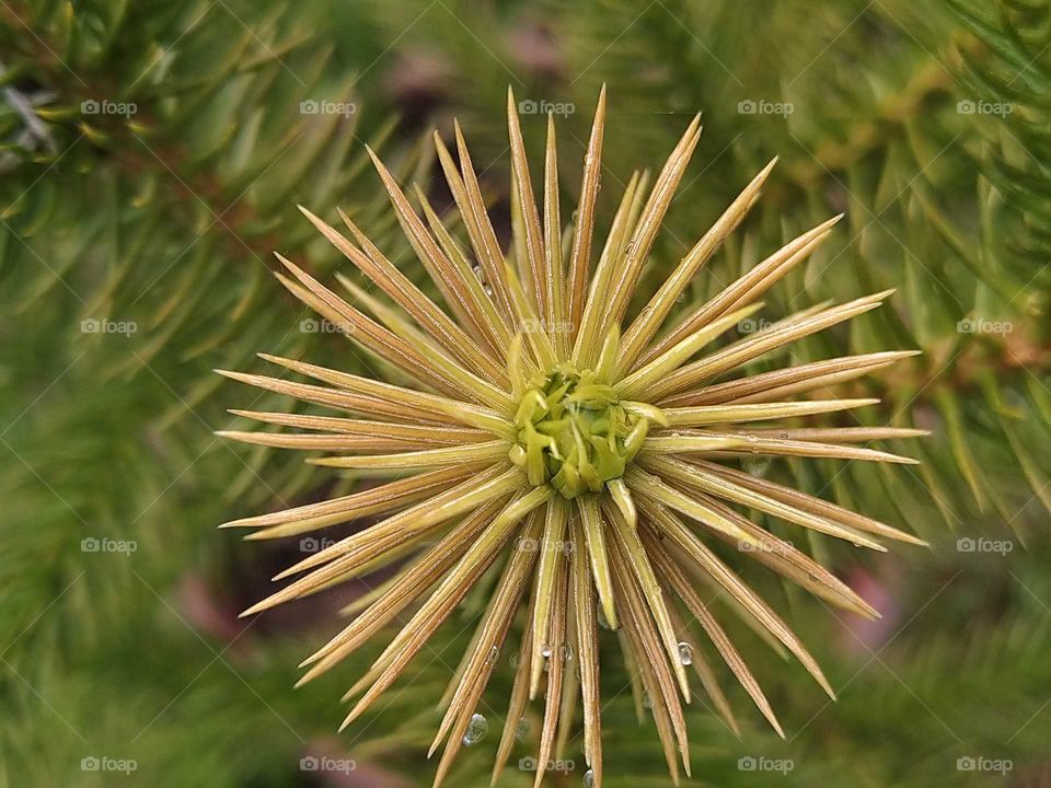 A beautiful close up of christmas tree bud. The bud look so sharp but actually it is so soft once you touch it.