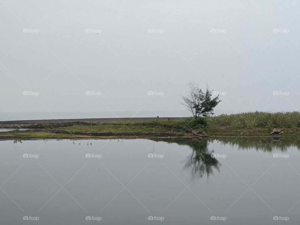 tree around the water