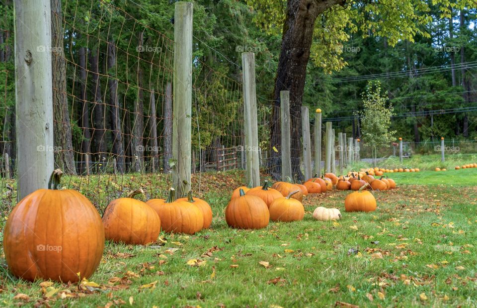 Pumpkins against a fence on farm field in preparation for thanksgiving and Halloween 