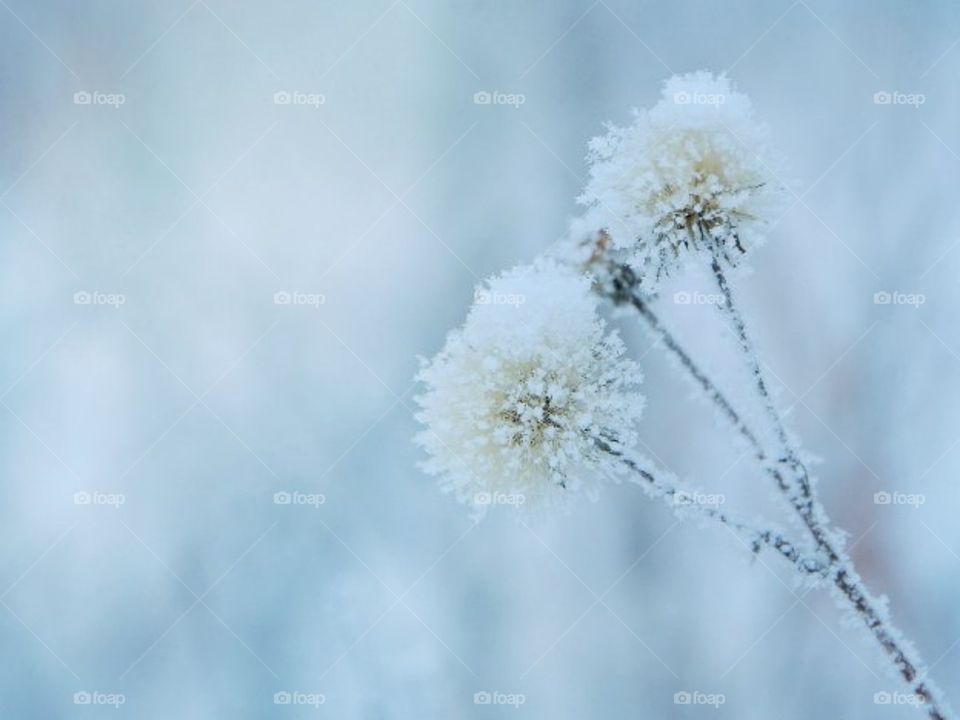 Зимние цветы